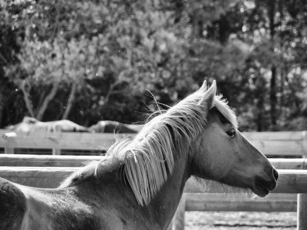 Photo side view of horse standing in ranch