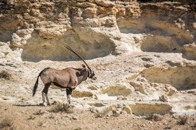 Foto vista laterale di un cavallo in piedi su una roccia