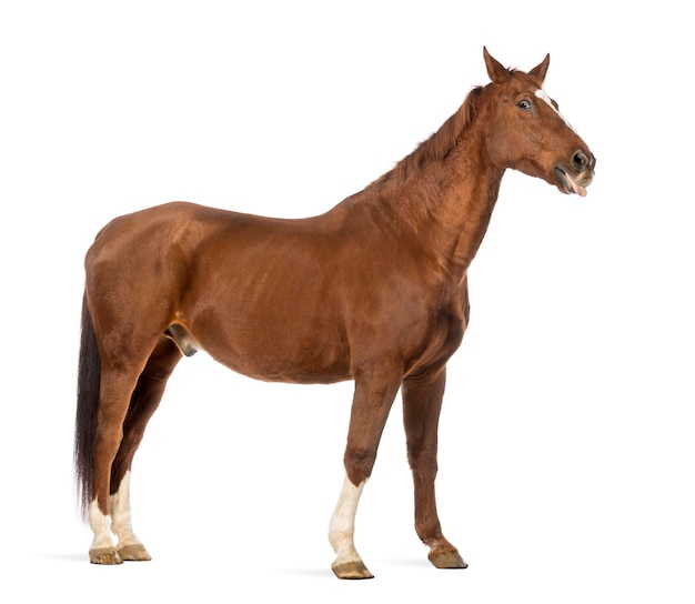 Photo side view of a horse sticking its tongue out in front of white background