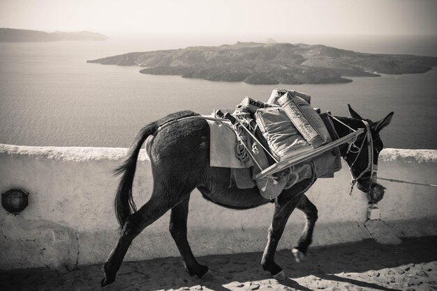 Photo side view of horse walking on promenade