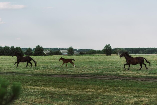 Photo side view of horses and colt galloping on grassland