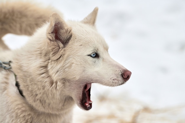 Side view of husky sled dog