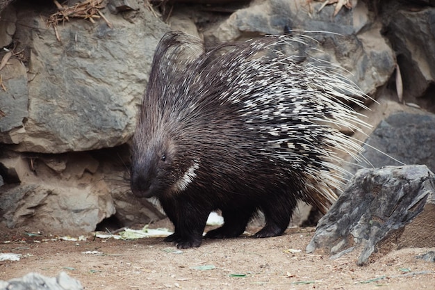 Photo side view of a hystrix