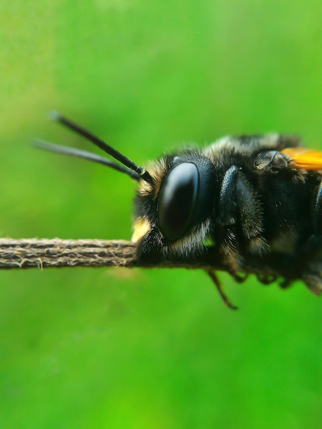 ぼんやりした背景を背景にした昆虫のサイドビュー