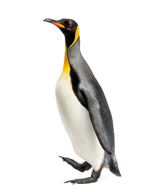 Side view of a king penguin walking, isolated on white