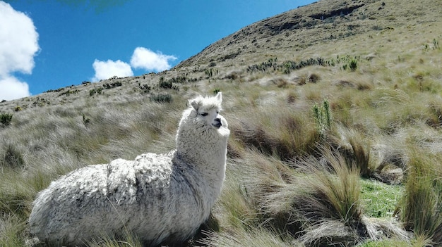 Side view of lama on landscape