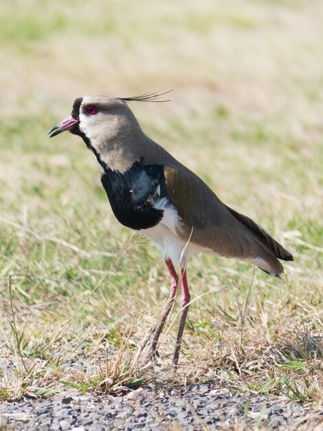 Foto vista laterale di un uccello all'aperto