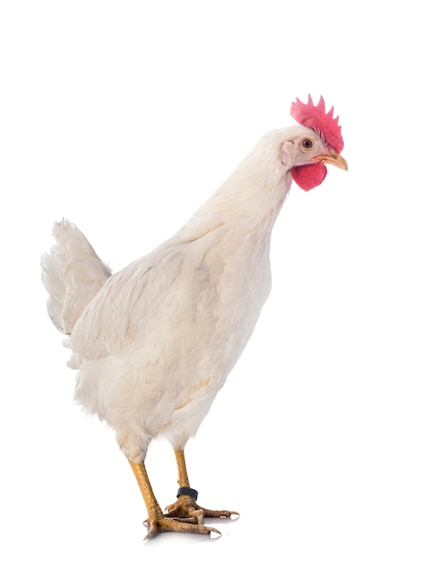 Side view of leghorn chicken