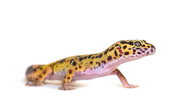 Side view of a Leopard gecko, isolated on white