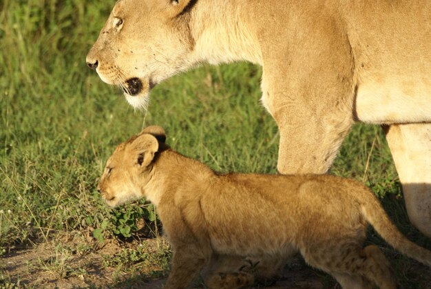 Photo side view of lion