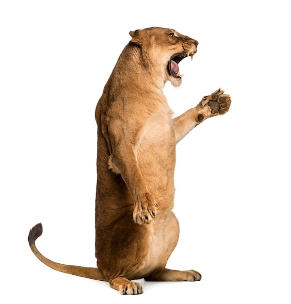 Side view of a Lioness roaring sitting on hind legs Panthera le