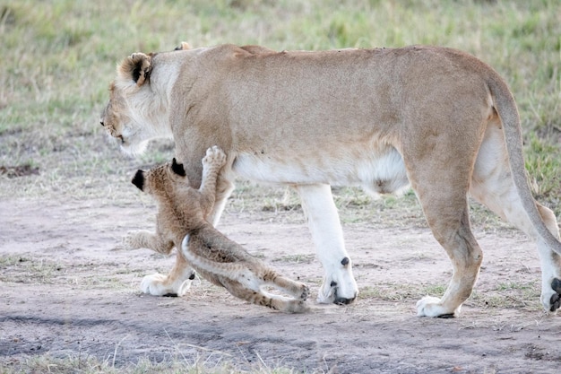 Foto vista laterale di una leonessa con un cucciolo che cammina nella foresta