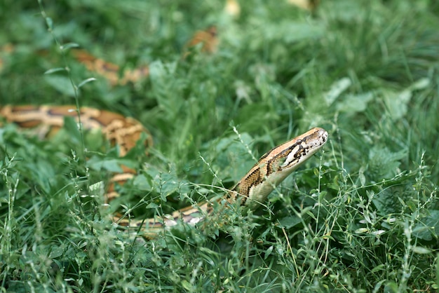 Side view of long phyton lying in green grass. Serpent creeping in garden.