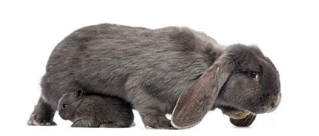 Side view of a Lop-eared rabbit and young rabbit, isolated on white