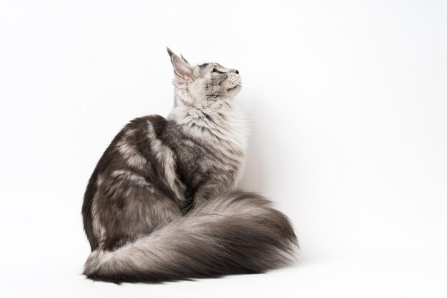 Side view of Maine Coon Cat sitting and looking up Studio shot kitten on white background