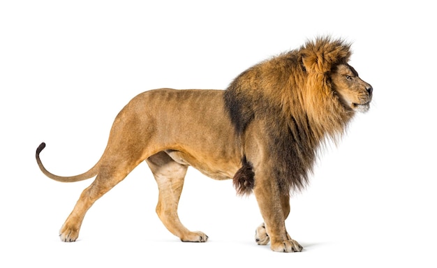 Photo side view of a male adult lion looking proudly ahead