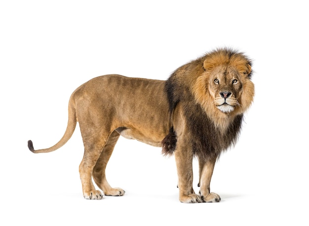 Вид сбоку самца льва, оглядывающегося назад, изолированного на белом