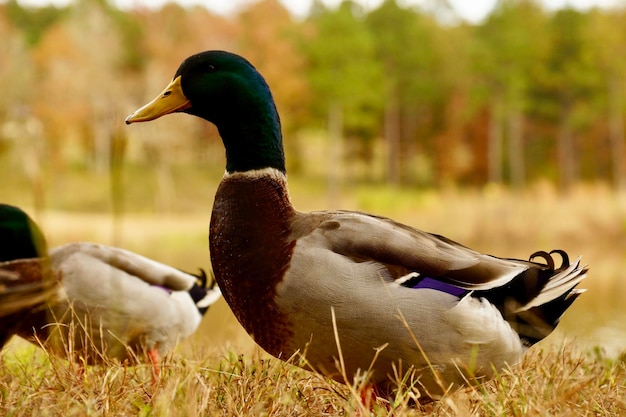 Side view of a mallard duck