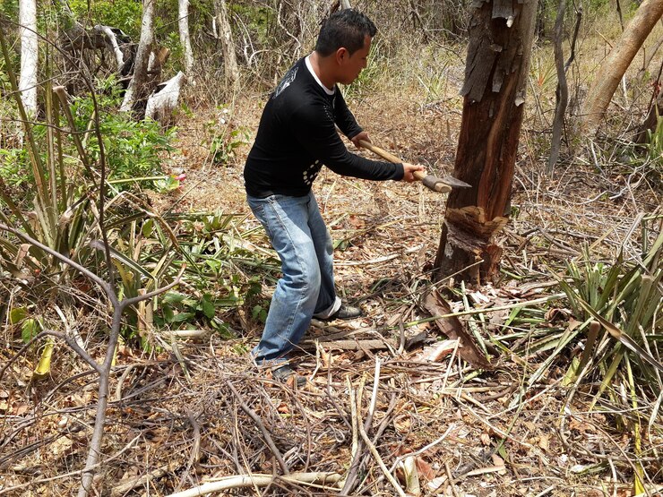 फोटो side view of man cutting trees in forest