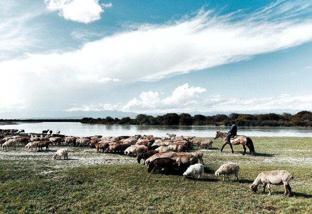 Foto vista laterale di un uomo a cavallo sul campo dalle pecore contro un cielo nuvoloso