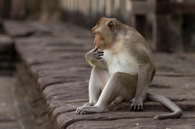 Side view of a monkey looking away