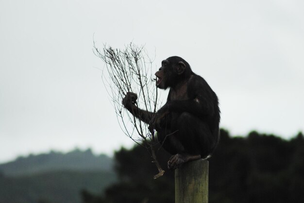 Foto vista laterale di una scimmia seduta su un palo di legno