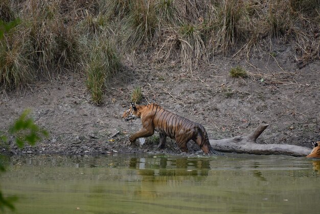 写真 インド の ベンガル 虎 が 浴び た 後,湖 から 出 て 来る 側面 の 景色