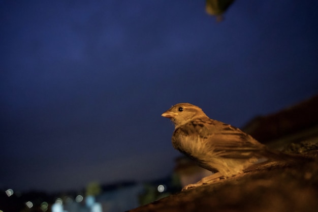 写真 青い空を背景に鳥の横の景色