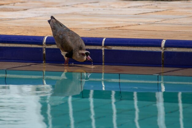 写真 スイミングプールに対して鳥のサイドビュー