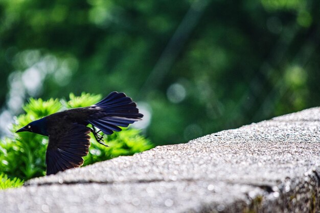 写真 壁に向かって飛ぶ鳥のサイドビュー