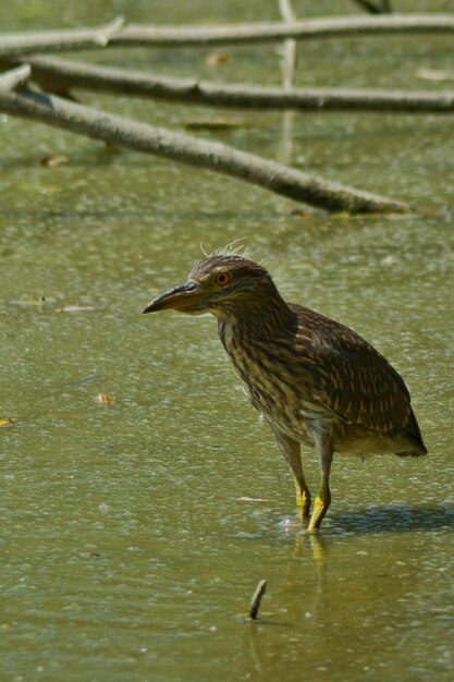 写真 水中の鳥のサイドビュー