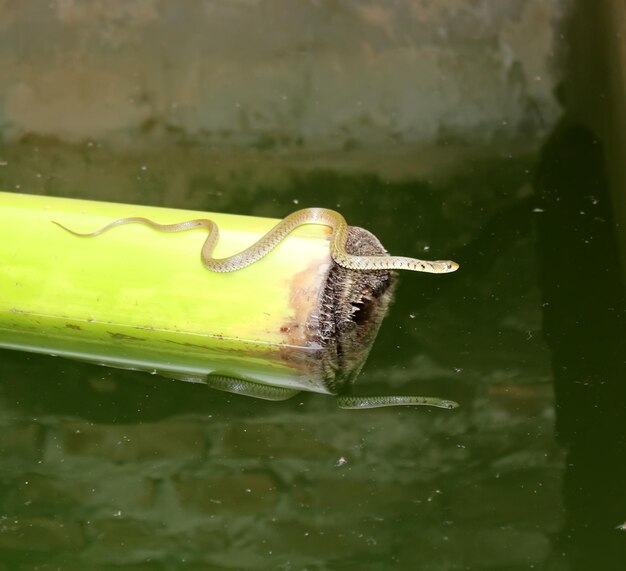 写真 水中の鳥の横の景色