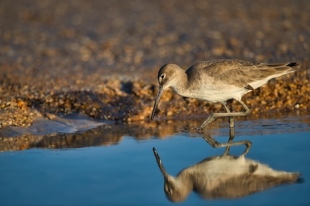 写真 水中の鳥の横の景色