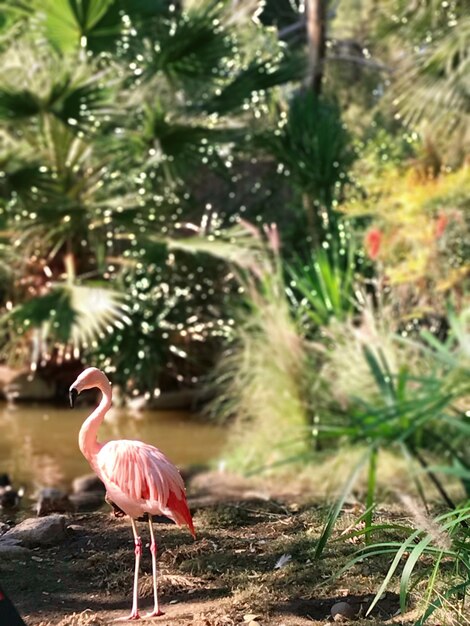 写真 畑の鳥の横の景色