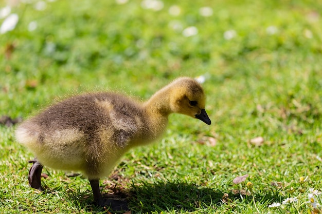 写真 畑の鳥の横の景色