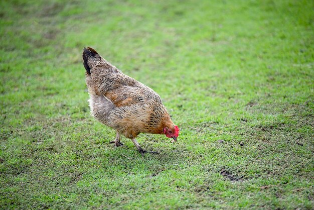 写真 畑の鳥の横の景色