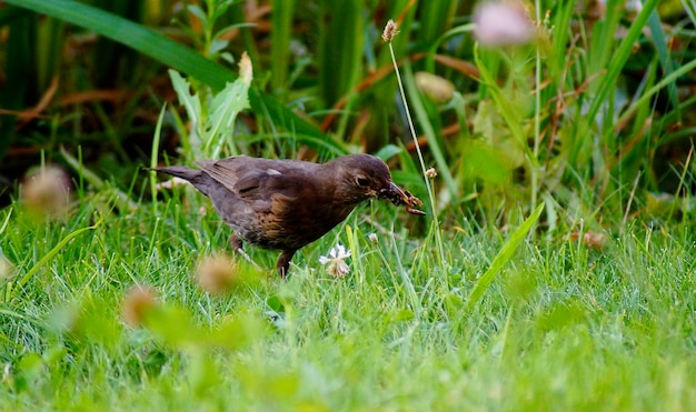 写真 畑の鳥の横の景色