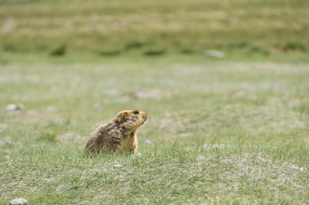 写真 畑の鳥の横の景色