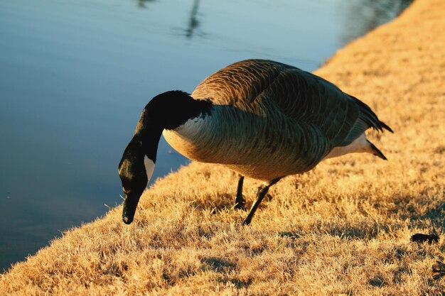 写真 畑の鳥の横の景色