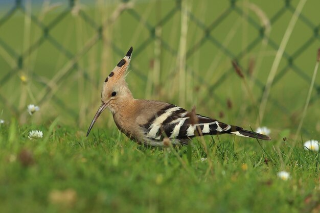 写真 畑の鳥の横の景色