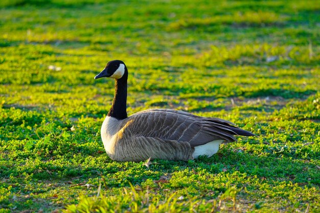 写真 草の上にある鳥のサイドビュー