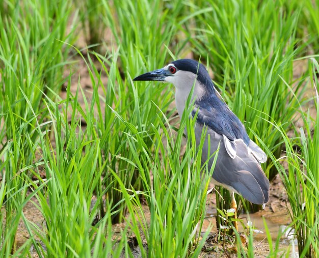 写真 草の上にある鳥のサイドビュー