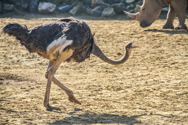 写真 陸上の鳥のサイドビュー