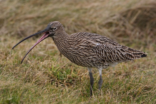 写真 陸上の鳥のサイドビュー