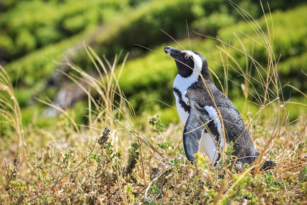 写真 陸上の鳥のサイドビュー