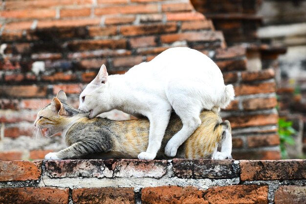 Фото Боковой вид кошки на стене