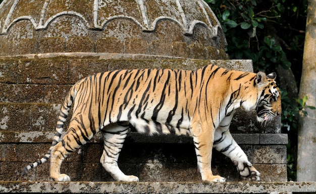 写真 猫が水を飲んでいる側面の景色