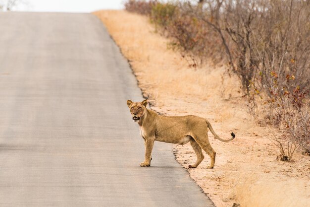 写真 道路を歩く猫のサイドビュー