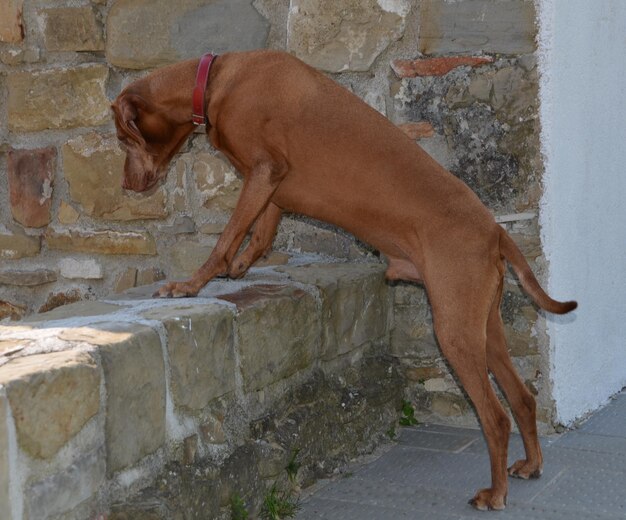 写真 石の壁に逆らった犬の横の景色