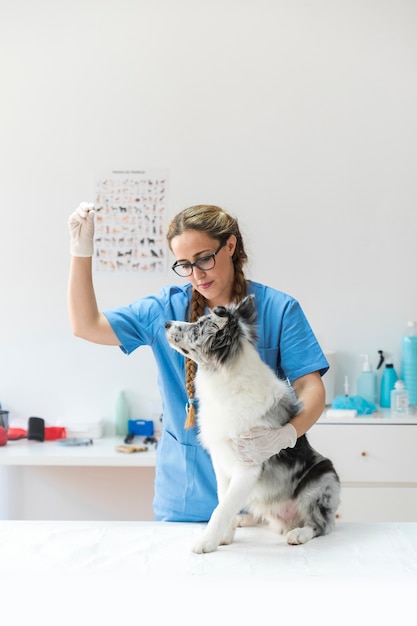 写真 手のジェスチャーを作る女性の獣医を見て犬の側面図